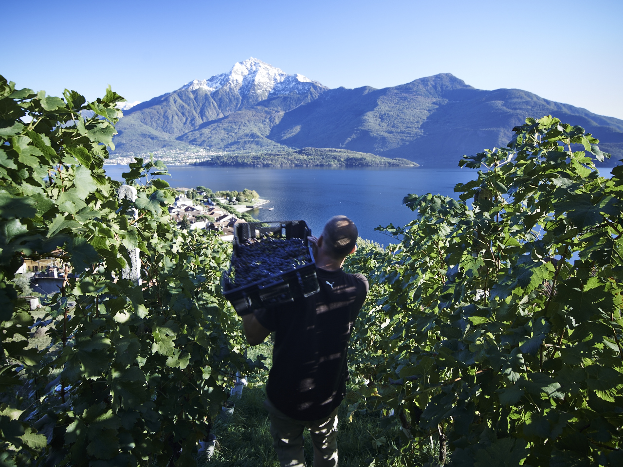 VENDEMMIA 2016, si parte!