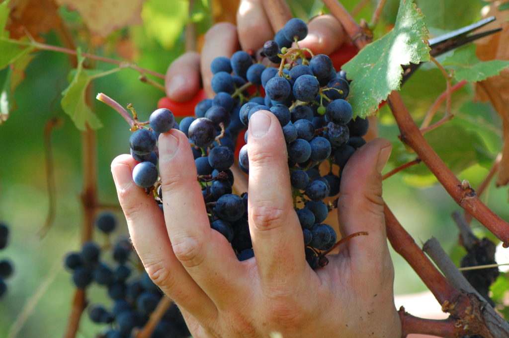 Vendemmia 2018 - L'annata d'oro del vino Lariano